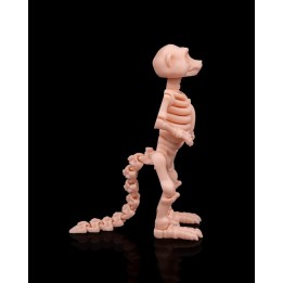 Squelette de Suricate