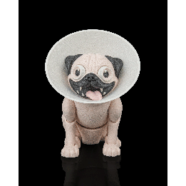 Peanut, the Pug