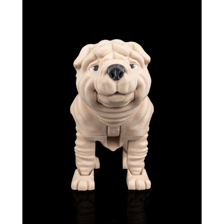 Louis, le Shar Pei
