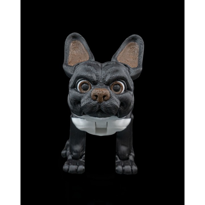 Stella, the French Bulldog