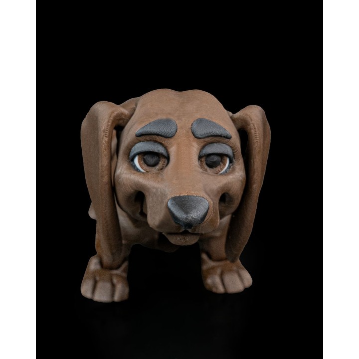 Winston, the Dachshund