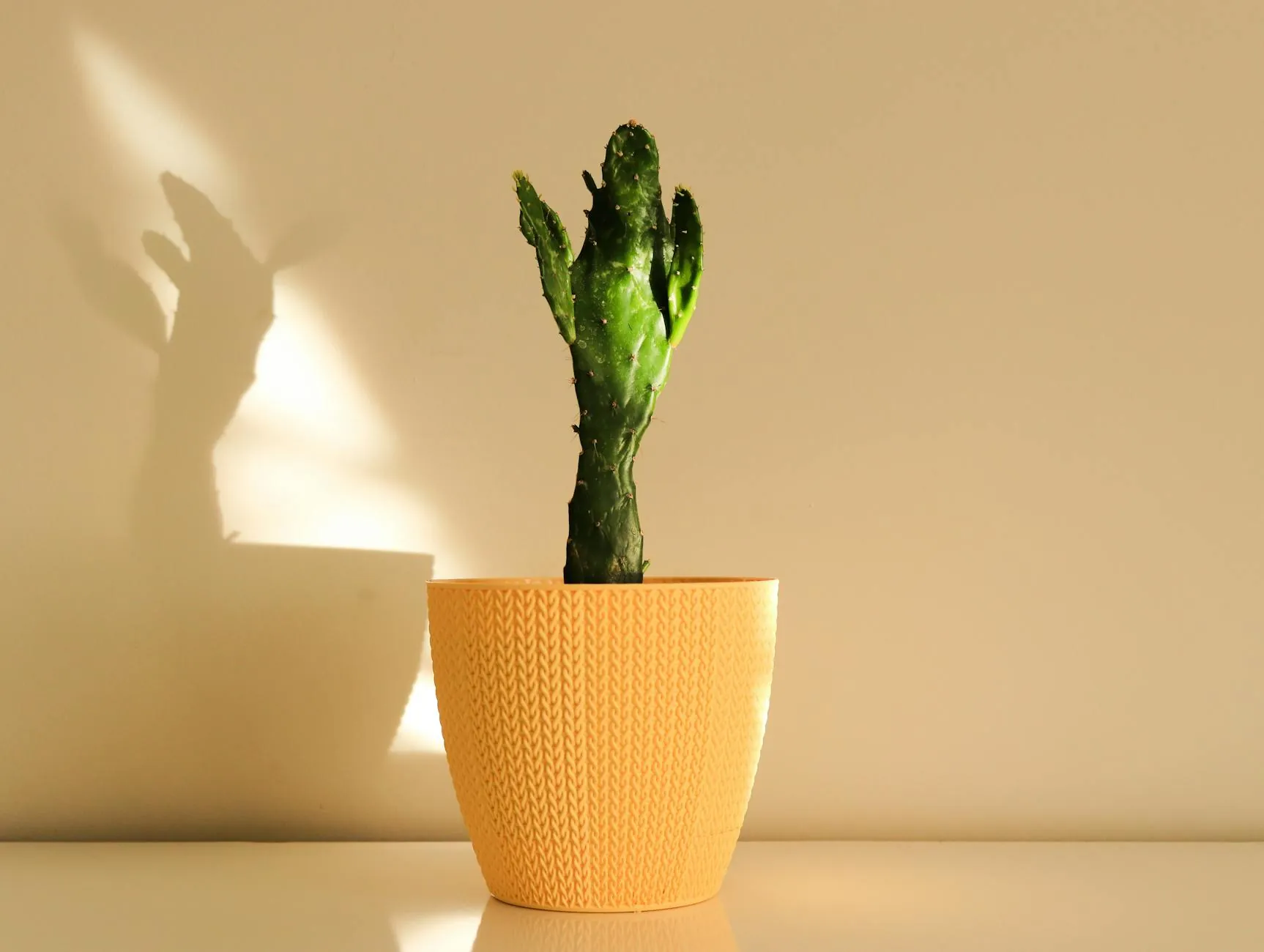 Pots de fleurs et cache-pots géométriques en impression 3D :